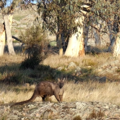 Osphranter robustus robustus (Eastern Wallaroo) at Jerrabomberra, NSW - 23 Apr 2017 by Wandiyali
