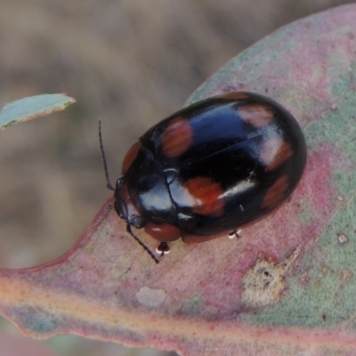 Paropsisterna beata (Blessed Leaf Beetle) at Point Hut to Tharwa - 7 Jan 2017 by michaelb