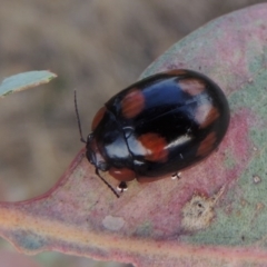 Paropsisterna beata (Blessed Leaf Beetle) at Tharwa, ACT - 7 Jan 2017 by michaelb