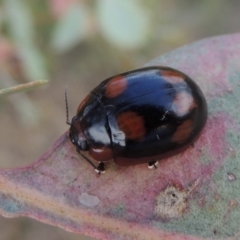 Paropsisterna beata at Tharwa, ACT - 7 Jan 2017