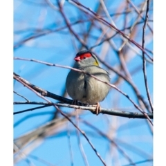 Neochmia temporalis at Millingandi, NSW - 25 Jun 2017 03:57 AM