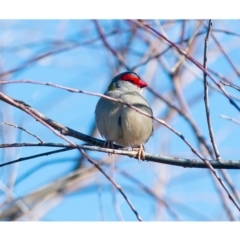 Neochmia temporalis at Millingandi, NSW - 25 Jun 2017 03:57 AM