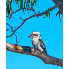 Dacelo novaeguineae (Laughing Kookaburra) at Millingandi, NSW - 20 Jun 2017 by JulesPhotographer