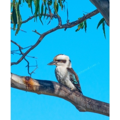 Dacelo novaeguineae (Laughing Kookaburra) at Millingandi, NSW - 21 Jun 2017 by JulesPhotographer