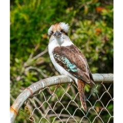 Dacelo novaeguineae at Millingandi, NSW - 21 Jun 2017 03:55 AM