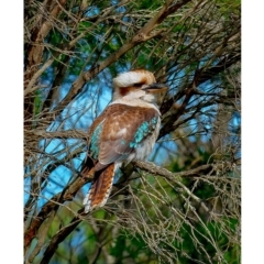Dacelo novaeguineae at Millingandi, NSW - 21 Jun 2017 03:55 AM