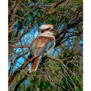 Dacelo novaeguineae at Millingandi, NSW - 21 Jun 2017 03:55 AM