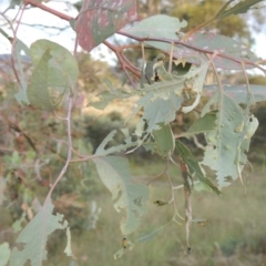 Eucalyptus blakelyi at Tharwa, ACT - 7 Jan 2017