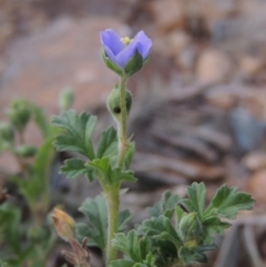 Erodium crinitum (Native Crowfoot) at Point Hut to Tharwa - 7 Jan 2017 by michaelb