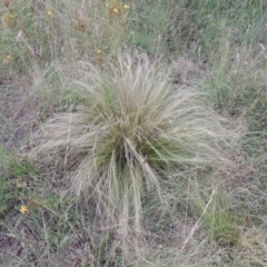 Nassella trichotoma (Serrated Tussock) at Point Hut to Tharwa - 7 Jan 2017 by michaelb