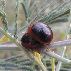 Dicranosterna immaculata (Acacia leaf beetle) at Point Hut to Tharwa - 7 Jan 2017 by michaelb