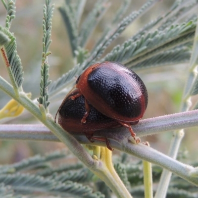 Dicranosterna immaculata (Acacia leaf beetle) at Point Hut to Tharwa - 7 Jan 2017 by michaelb