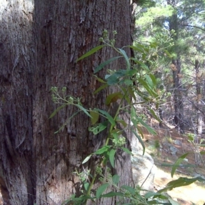 Olearia lirata at Isaacs, ACT - 9 Oct 2017