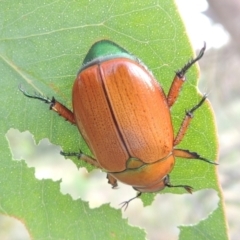 Anoplognathus brunnipennis (Green-tailed Christmas beetle) at Tharwa, ACT - 7 Jan 2017 by michaelb