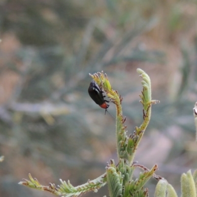 Adoxia benallae (Leaf beetle) at Point Hut to Tharwa - 7 Jan 2017 by michaelb