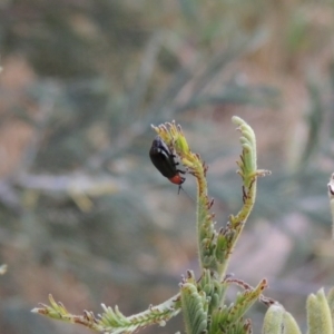 Adoxia benallae at Paddys River, ACT - 7 Jan 2017