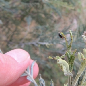 Adoxia benallae at Paddys River, ACT - 7 Jan 2017