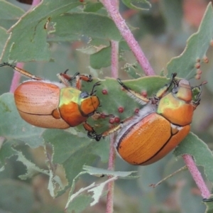 Anoplognathus brunnipennis at Tharwa, ACT - 7 Jan 2017