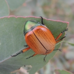 Anoplognathus brunnipennis at Tharwa, ACT - 7 Jan 2017 08:32 PM