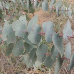 Eucalyptus bridgesiana (Apple Box) at Paddys River, ACT - 7 Jan 2017 by michaelb