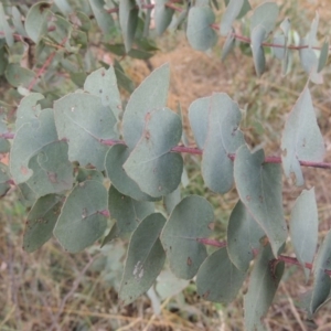 Eucalyptus bridgesiana at Paddys River, ACT - 7 Jan 2017