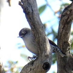 Daphoenositta chrysoptera (Varied Sittella) at Jerrabomberra, NSW - 23 May 2017 by Wandiyali