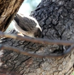 Daphoenositta chrysoptera at Jerrabomberra, NSW - 23 May 2017