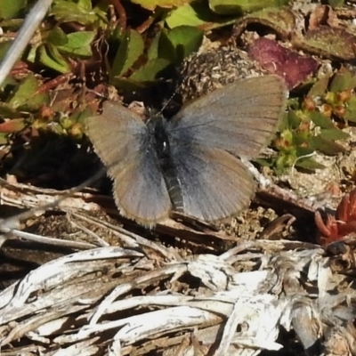 Zizina otis (Common Grass-Blue) at Gigerline Nature Reserve - 26 Jun 2017 by JohnBundock