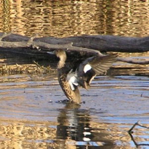 Anas gracilis at Fyshwick, ACT - 25 Jun 2017 03:08 PM