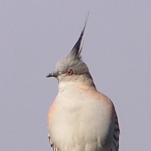 Ocyphaps lophotes at Fyshwick, ACT - 25 Jun 2017 03:28 PM