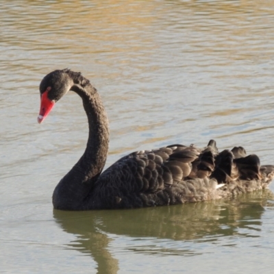 Cygnus atratus (Black Swan) at Coombs, ACT - 26 Jun 2017 by MichaelBedingfield