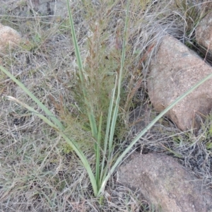 Dianella sp. aff. longifolia (Benambra) at Molonglo River Reserve - 26 Jun 2017