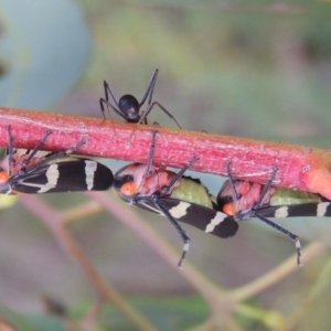 Eurymeloides pulchra at Paddys River, ACT - 7 Jan 2017