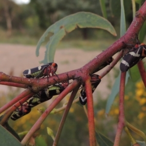 Eurymeloides pulchra at Paddys River, ACT - 7 Jan 2017