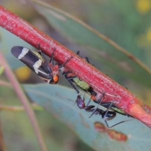 Eurymeloides pulchra at Paddys River, ACT - 7 Jan 2017