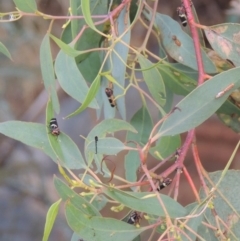 Eurymeloides pulchra at Paddys River, ACT - 7 Jan 2017