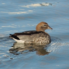 Chenonetta jubata (Australian Wood Duck) at Coombs, ACT - 26 Jun 2017 by michaelb