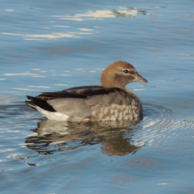 Chenonetta jubata (Australian Wood Duck) at Coombs, ACT - 26 Jun 2017 by MichaelBedingfield