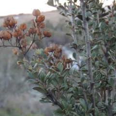 Bursaria spinosa at Molonglo River Reserve - 26 Jun 2017