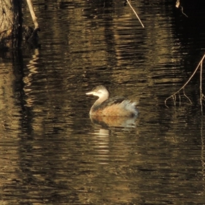 Tachybaptus novaehollandiae (Australasian Grebe) at Molonglo River Reserve - 26 Jun 2017 by michaelb