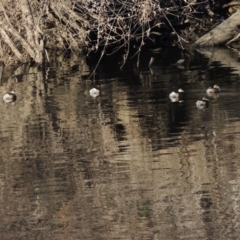 Tachybaptus novaehollandiae at Molonglo River Reserve - 26 Jun 2017