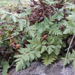 Cheilanthes austrotenuifolia at Molonglo River Reserve - 26 Jun 2017