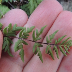 Cheilanthes austrotenuifolia at Molonglo River Reserve - 26 Jun 2017 05:58 PM