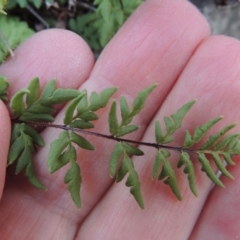 Cheilanthes austrotenuifolia at Molonglo River Reserve - 26 Jun 2017