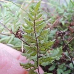 Cheilanthes austrotenuifolia at Molonglo River Reserve - 26 Jun 2017