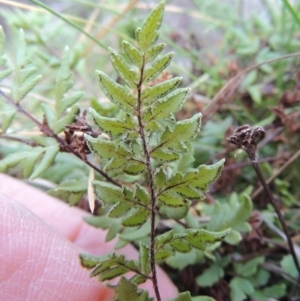 Cheilanthes austrotenuifolia at Molonglo River Reserve - 26 Jun 2017