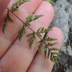 Cheilanthes austrotenuifolia at Molonglo River Reserve - 26 Jun 2017