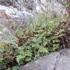 Cheilanthes austrotenuifolia at Molonglo River Reserve - 26 Jun 2017