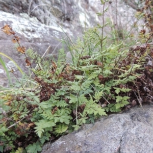 Cheilanthes austrotenuifolia at Molonglo River Reserve - 26 Jun 2017 05:58 PM