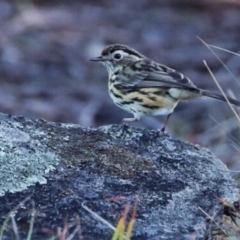 Pyrrholaemus sagittatus (Speckled Warbler) at QPRC LGA - 22 May 2016 by Wandiyali